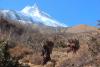 chumnuwri -manaslu himal